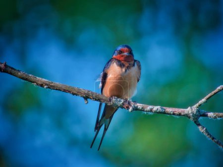 Téléchargez les photos : Hirondelle rustique oiseau perché sur une branche morte un jour d'été - en image libre de droit
