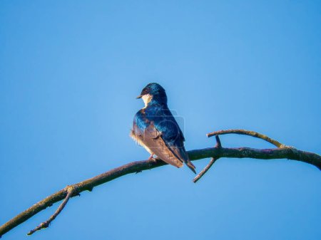Téléchargez les photos : Avaler d'arbre oiseau perché sur une branche morte un jour d'été - en image libre de droit