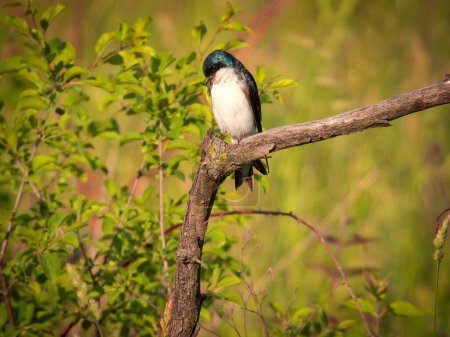 Téléchargez les photos : Hirondelle des arbres oiseau perché au coin d'une branche nue devant le feuillage un jour d'été - en image libre de droit