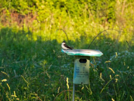 Téléchargez les photos : Avaler des arbres L'oiseau se trouve au-dessus d'un nichoir dans la prairie un jour d'été - en image libre de droit