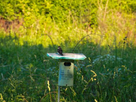 Téléchargez les photos : Avaler des arbres L'oiseau se trouve au-dessus d'un nichoir dans la prairie un jour d'été - en image libre de droit