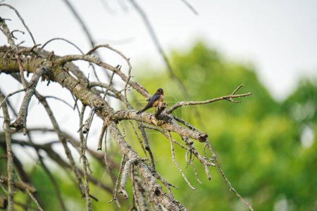 Téléchargez les photos : Hirondelle rustique oiseau perché parmi les branches nues un jour d'été - en image libre de droit
