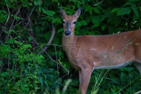 Téléchargez les photos : Le cerf de Virginie se tient juste à la lisière de la forêt à la lumière du matin un jour d'été - en image libre de droit
