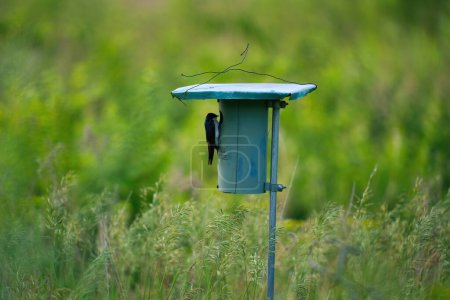 Téléchargez les photos : Avaler d'arbre L'oiseau s'accroche au trou d'une maison d'oiseaux avec un nid à l'intérieur un jour d'été - en image libre de droit