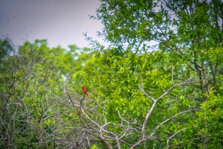 Téléchargez les photos : Cardinal du Nord Oiseau perché parmi les branches nues avec des arbres à feuilles vertes en arrière-plan un jour d'été - en image libre de droit