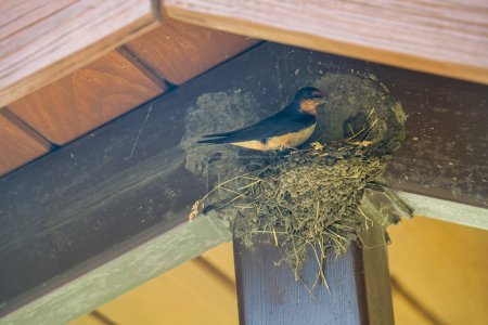 Téléchargez les photos : Hirondelle rustique oiseau créant un nid de boue à la veille d'un abri de pique-nique un jour d'été - en image libre de droit