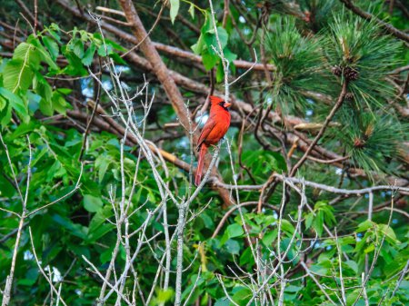 Téléchargez les photos : Cardinal du Nord oiseau perché sur une branche nue devant un sapin un jour d'été - en image libre de droit