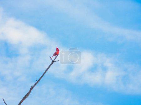 Téléchargez les photos : Cardinal du Nord oiseau perché sur une branche nue contre la ligne du ciel un jour d'été - en image libre de droit