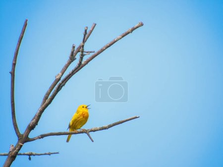 Téléchargez les photos : Paruline jaune oiseau perché sur une branche d'arbre mort chantant un jour d'été - en image libre de droit