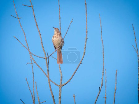 Photo for Brown Thrasher Bird perched among bare branches against a clear blue sky on a summer day - Royalty Free Image