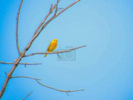 Téléchargez les photos : Paruline jaune oiseau perché sur une branche d'arbre mort un jour d'été - en image libre de droit