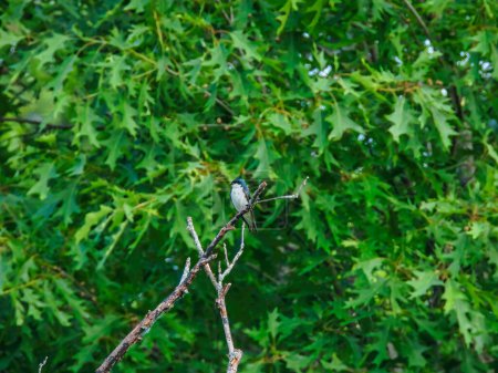 Téléchargez les photos : Avaler d'arbre oiseau perché sur une branche morte devant un chêne un jour d'été - en image libre de droit