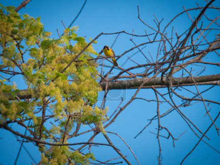 Téléchargez les photos : Fuligule à gorge jaune oiseau perché sur une branche nue chantant un jour d'été un jour d'été - en image libre de droit