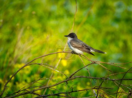 Téléchargez les photos : Kingbird de l'Est perché sur une branche tombée un jour d'été - en image libre de droit