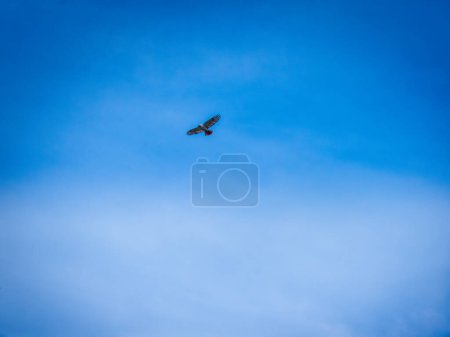 Téléchargez les photos : Buse à queue rousse avec une grande envergure planant dans le ciel bleu un jour d'été - en image libre de droit