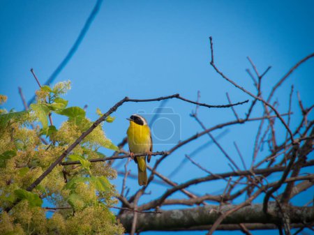 Téléchargez les photos : Fuligule à gorge jaune oiseau perché sur une branche nue chantant un jour d'été un jour d'été - en image libre de droit