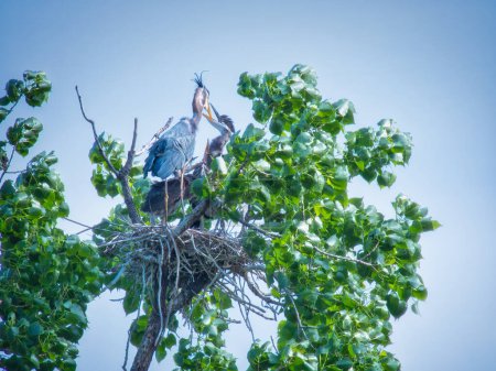 Téléchargez les photos : Le Grand Héron arrive à son nid pour nourrir ses oisillons un jour d'été - en image libre de droit