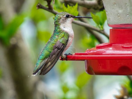 Téléchargez les photos : Colibri à gorge rubis s'assoit sur une mangeoire de nectar un jour d'été - en image libre de droit