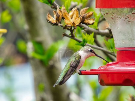 Téléchargez les photos : Colibri à gorge rubis reçoit du nectar d'une mangeoire un jour d'été - en image libre de droit