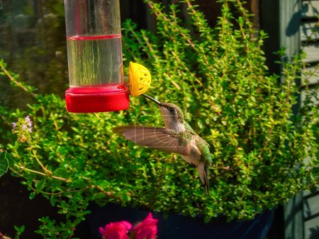 Téléchargez les photos : Un colibri à gorge rubis sirote le nectar d'une mangeoire en vol stationnaire un jour d'été - en image libre de droit