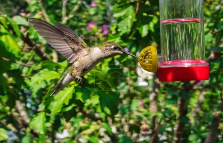 Téléchargez les photos : Un colibri à gorge rubis sirote le nectar d'une mangeoire en vol stationnaire un jour d'été - en image libre de droit