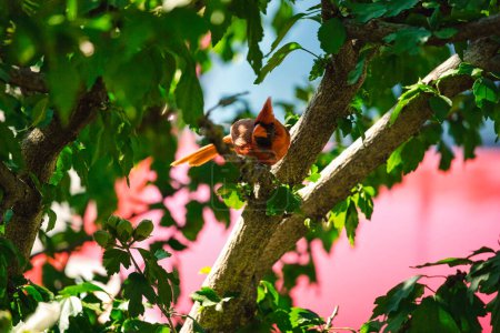 Téléchargez les photos : Cardinal du Nord oiseau perché dans un buisson d'hibiscus un jour d'été - en image libre de droit