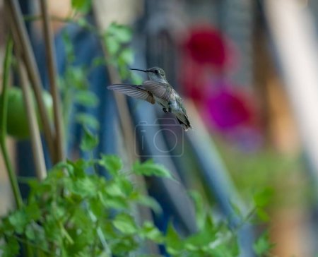 Téléchargez les photos : Un colibri à gorge rubis plane dans les airs un jour d'été - en image libre de droit