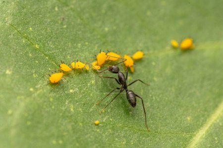 Ant getting honey dew secretion of the aphids from their abdomen. The ant and aphids symbiotic relationship.