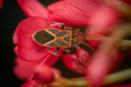 Graptostethus servus commonly known as seed bug on the red Jatropha flower.