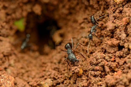 Las hormigas obreras crean una red de nidos en el suelo levantando y eliminando el suelo mediante el uso de sus bocas.
