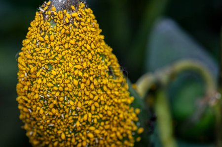 Gros plan de pucerons jaunes essaim sur le fruit de Calotropis gigantea. Ce sont les ravageurs suceurs qui sont nocifs pour les plantes agricoles et de jardin.