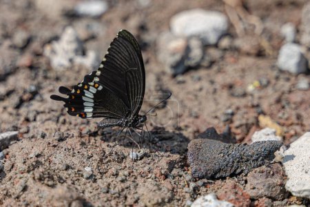 Common mormon butterfly male congregate and uptake the sodium and amino acids from the mud. Then it transferred to the female butterfly during mating. This process known as mud puddling.