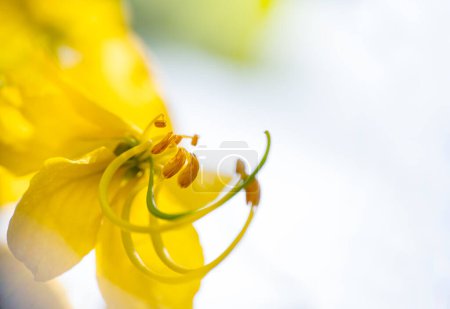 Close up of flower of Bahava plant tree also known as Cassia fistula commonly known as Golden shower tree. Selective focus and copy space.