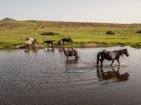 Photo for Dartmoor, Devon, England, UK. September 2023.  Wild ponies drinking at Goadstone Pond with a backdrop of Sharpitor south of Princetown on Dartmoor  a national park. - Royalty Free Image
