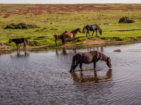 Photo for Dartmoor, Devon, England, UK. September 2023.  Wild ponies drinking at Goadstone Pond with a backdrop of Sharpitor south of Princetown on Dartmoor  a national park. - Royalty Free Image