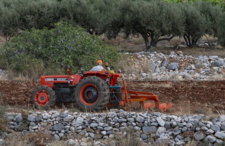 Photo for Malia, Crete, Greece, Europe. 27.09.2023.  Farmer driving a red tractor to plough a small plot of farmland in a stoney area. - Royalty Free Image