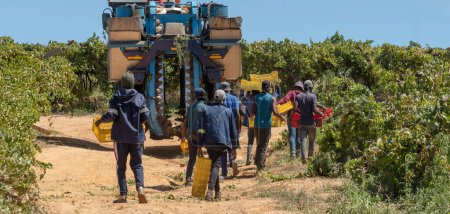 Photo for Riebeek West, Western Cape, South Africa.  27. 02. 2024.   Casual workers and a grape harvesting  machine in a vineyard in the Swartland region of South Africa. - Royalty Free Image