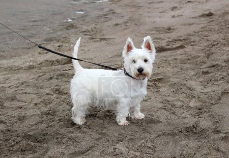 Téléchargez les photos : West Highland White Terrier. Mignon petit chien sur une plage de sable en laisse. Plage pour chien. - en image libre de droit