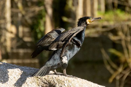 A black bird with a yellow beak stands on a rock. The bird is looking to the right and its spreading its wings. Cormorant