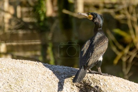 A black bird with a yellow beak stands on a rock. The bird is looking to the left. Cormorant