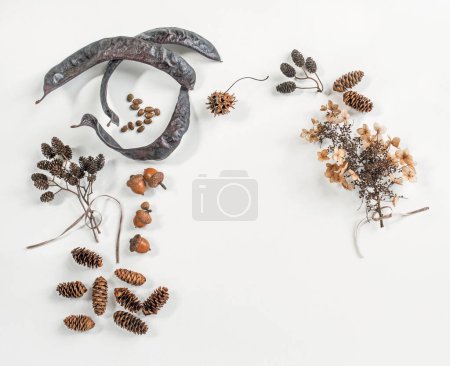 Semillas secas de la naturaleza, vainas, conos y flores sobre fondo blanco