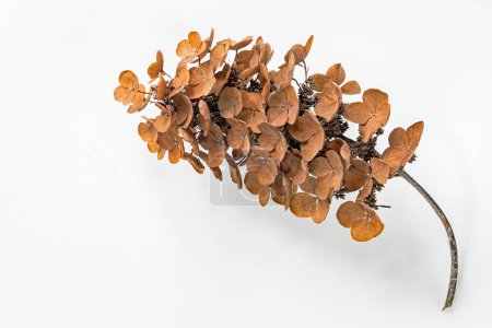 Getrocknete Eichenblatt-Hortensie Blume isoliert auf weißem Hintergrund