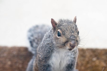 Téléchargez les photos : Écureuil gris de l'Est Portrait, foyer sélectif - en image libre de droit