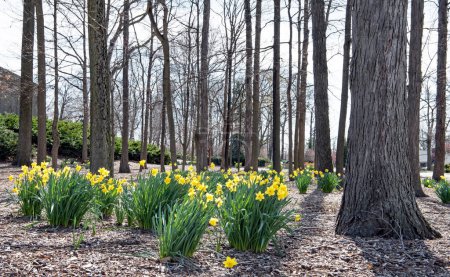 Photo for Naturalized Yellow Daffodils in Wooded Setting - Royalty Free Image