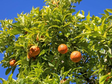 Téléchargez les photos : Fruits orange mûrs sur un arbre dans le jardin - en image libre de droit