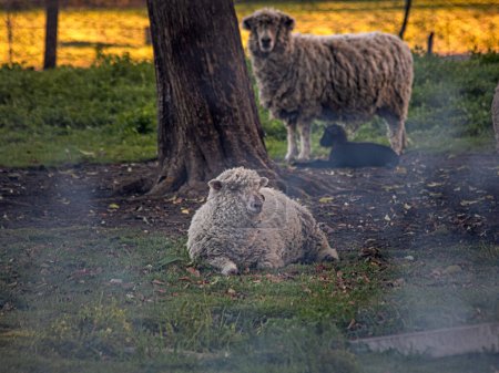 Téléchargez les photos : Flock of sheep grazing on pasture - en image libre de droit