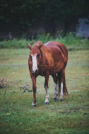 Foto de Hermoso caballo pastando en el campo - Imagen libre de derechos