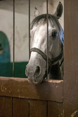 Foto de Hermoso caballo blanco en el establo - Imagen libre de derechos
