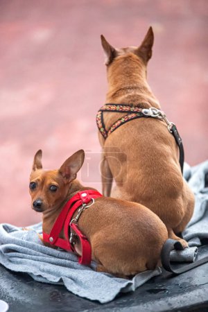 Téléchargez les photos : Two cute dogs on blanket - en image libre de droit