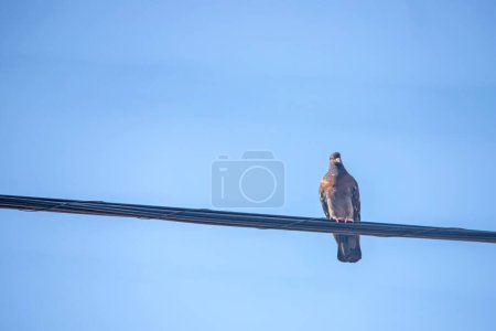 Téléchargez les photos : Bird on wire on blue sky background - en image libre de droit